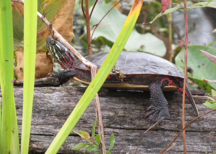 Midland Painted Turtle